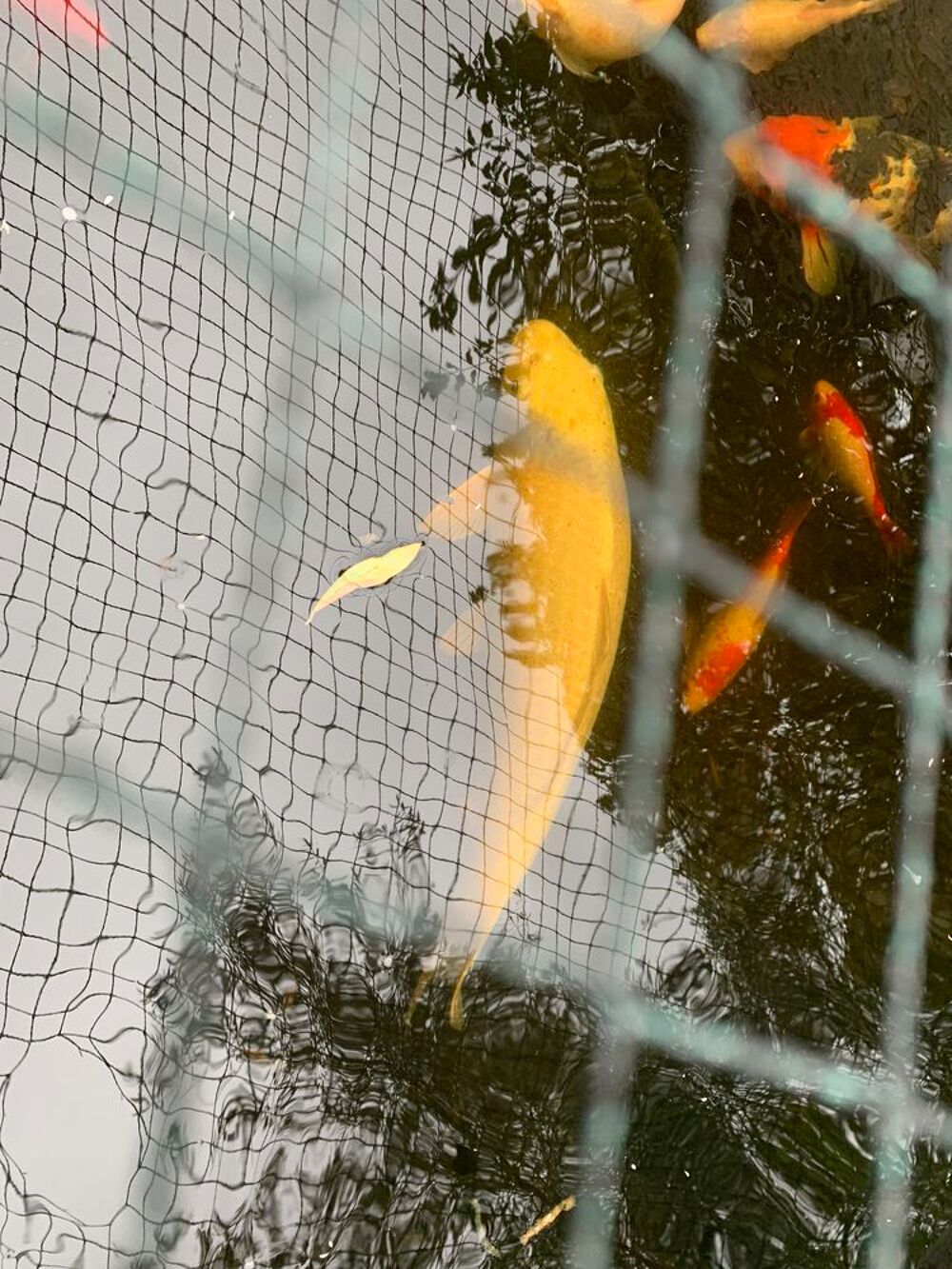   Grandes carpes Koi  