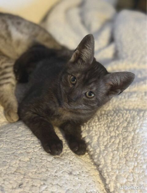 🐾 Chatons Savannah F5 � Look sauvage et origines prestigieuses 😻 1790 66450 Pollestres