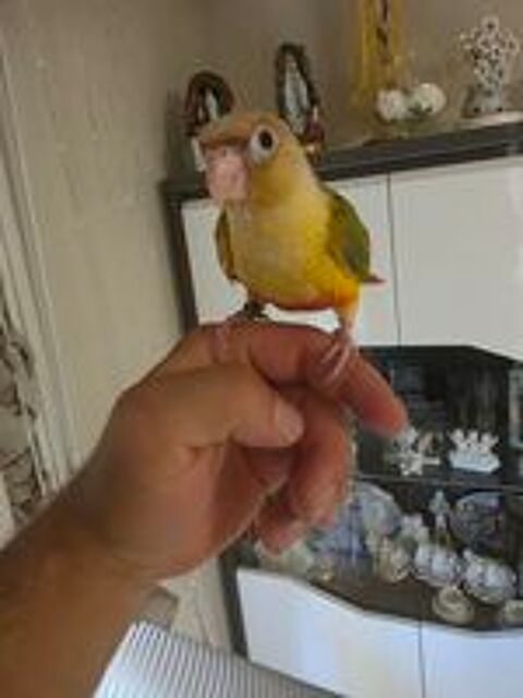   Conure  