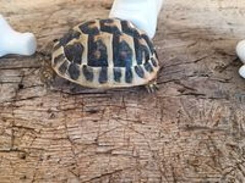   Tortue grecque age 1 / 2 ans  