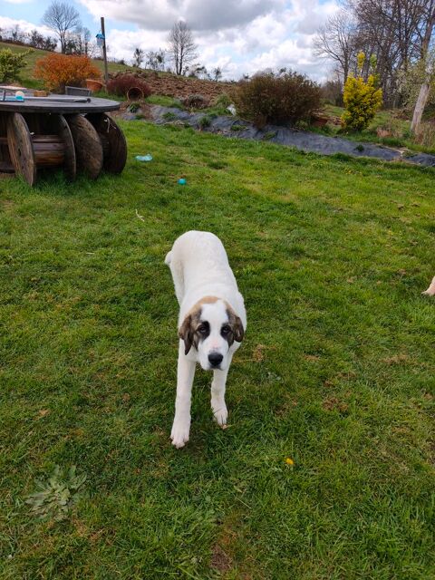 Chiot 600 87380 Saint-germain-les-belles