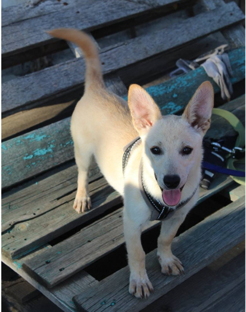 A L'ADOPTION NICOLE 0 75018 Paris