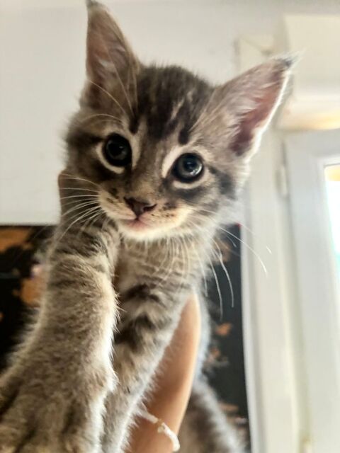 Type Maine Coon 0 85480 Fougeré