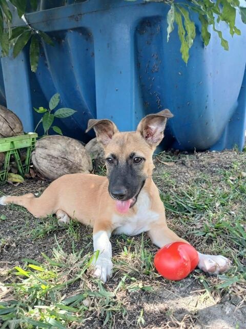 Isis la mini crois&eacute;e malinoise 300 60500 Chantilly