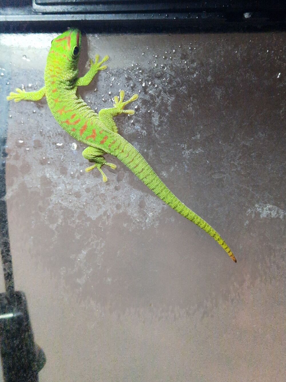   Gecko de madagascar 