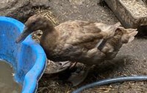   Un couple canards Khaki Campbell magnifiques 