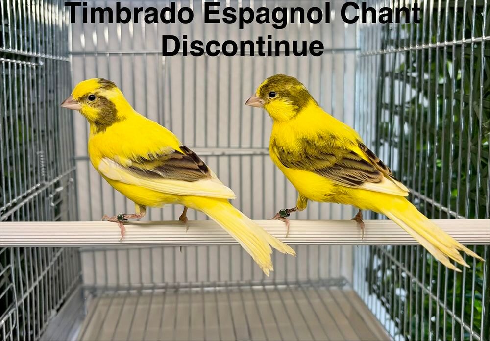   Très Belle Sélection De Canari De Chant, Couleur, Posture 26 
