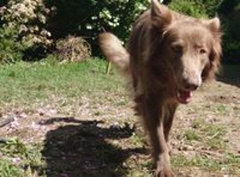   Chiots berger allemand ancien type 