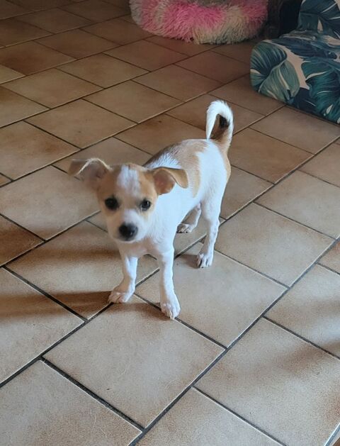 Femelles chihuahua 700 01560 Saint-nizier-le-bouchoux