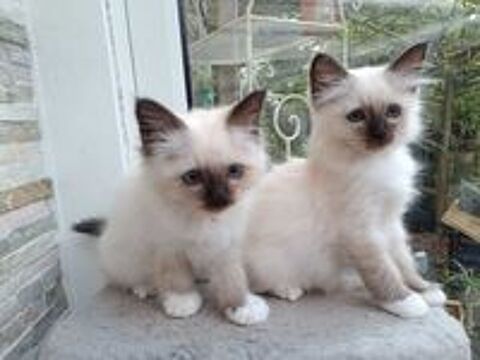   chaton sacré de Birmanie 