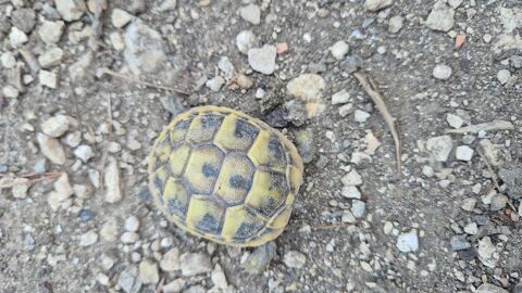 Tortue 1 an 40 84140 Montfavet