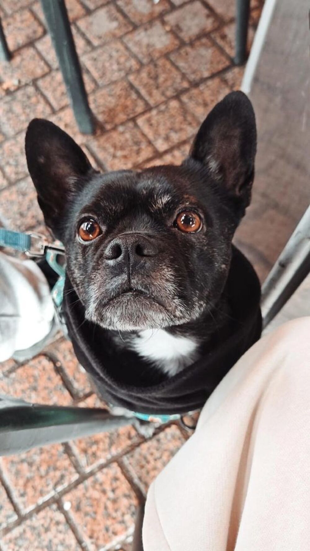   HAKU, adorable croisé bouledogue 