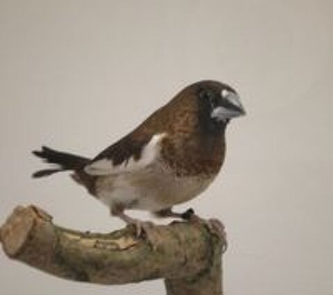   Oiseaux  