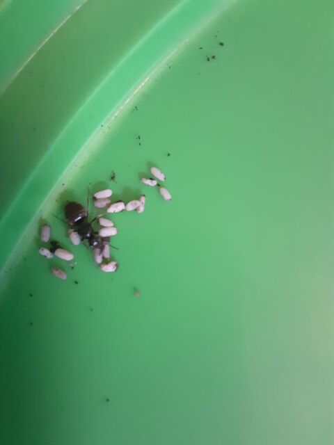 Colonie de fourmis noir avec reine + larves de fourmis. 0 75018 Paris