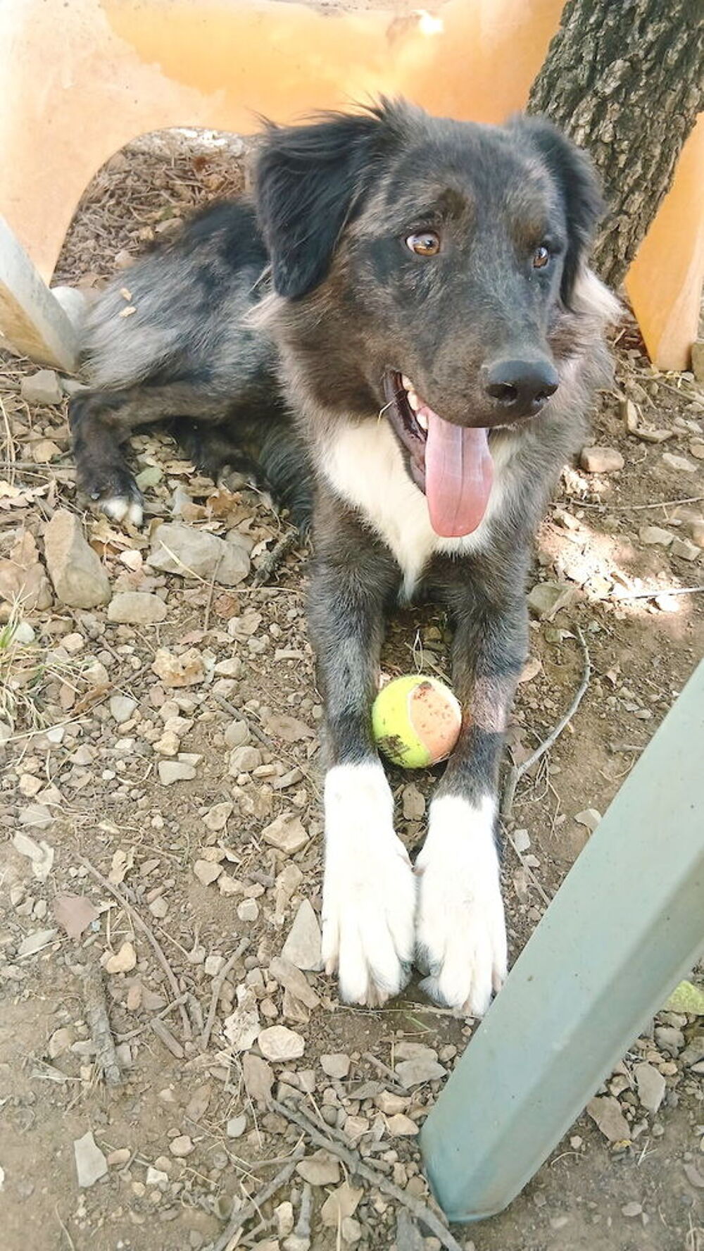   Nanouk est à l'adoption! 