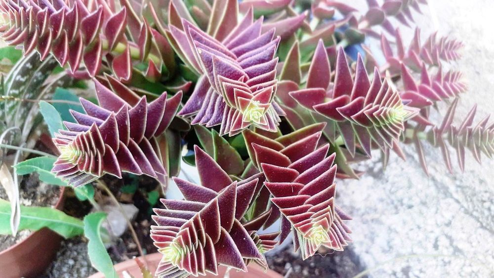 Jardin Secret : Huit Feuilles de Propagation, Quatre Vari&eacute;t&eacute; Jardin