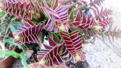 Jardin Secret : Huit Feuilles de Propagation, Quatre Varit 10 Usson-en-Forez (42)