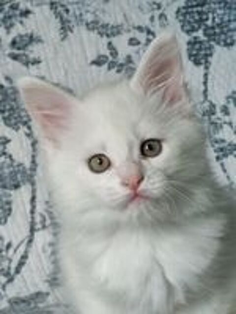   Chatons Maine coon loof nés le 18 Mars à réserver.
