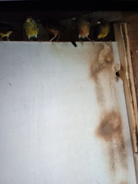 couple de canaris 25 33750 Beychac-et-caillau