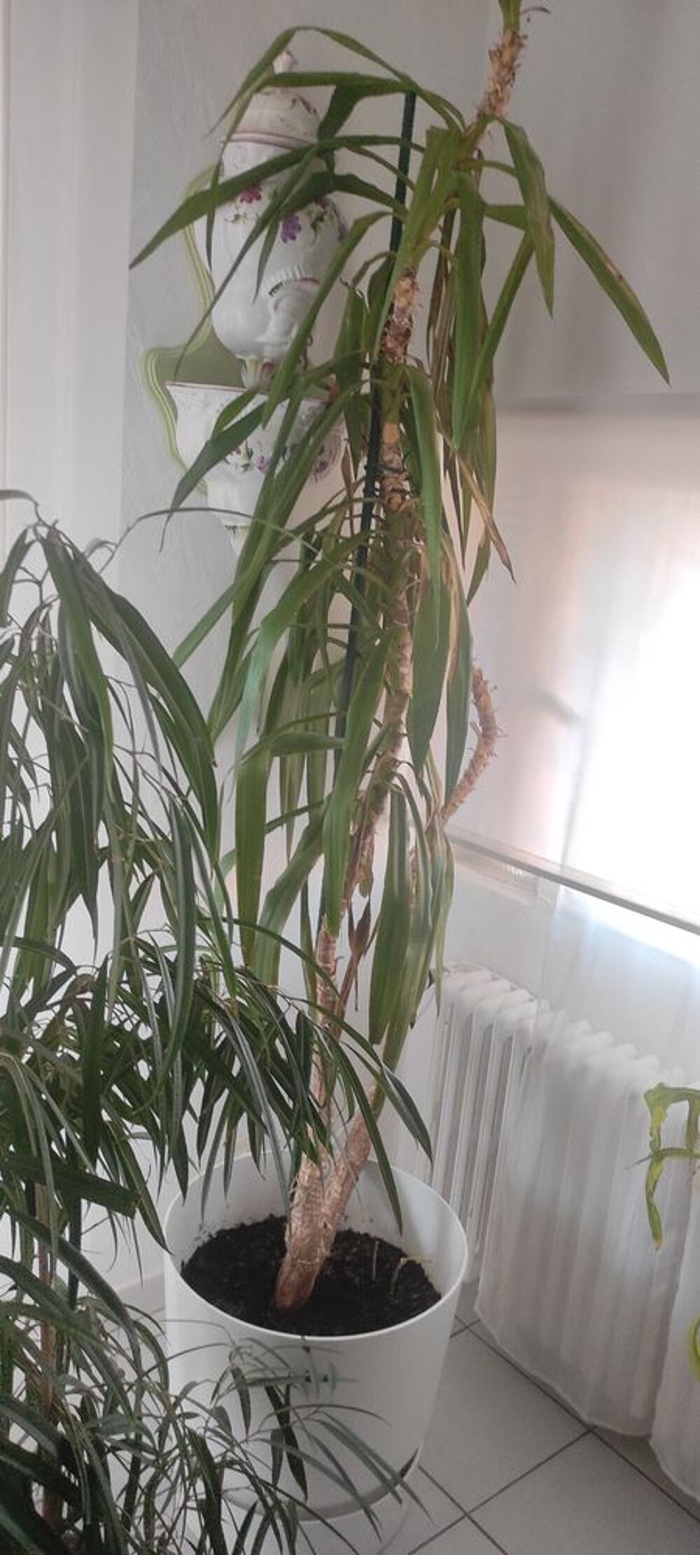 plantes int&eacute;rieures et ext&eacute;rieures + aquarium Jardin