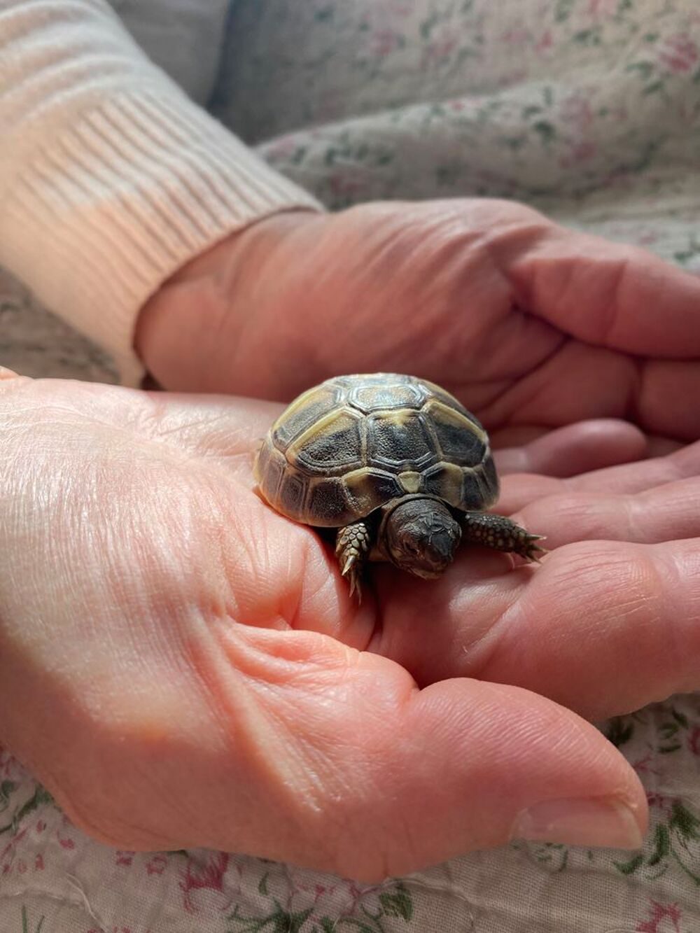   Tortues de terre juvénile  