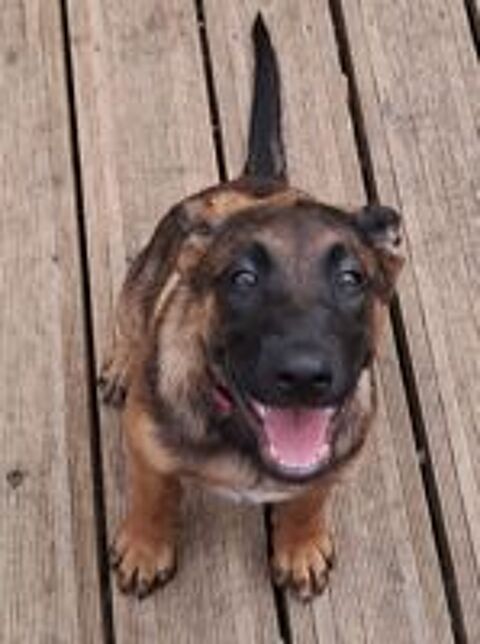  Adorable chiot femelle 
