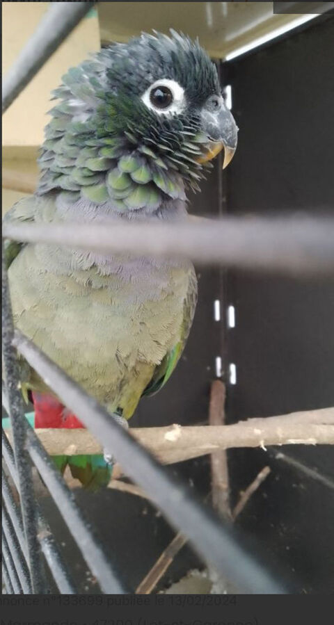 adorable pionus Maximilien 350 64300 Orthez