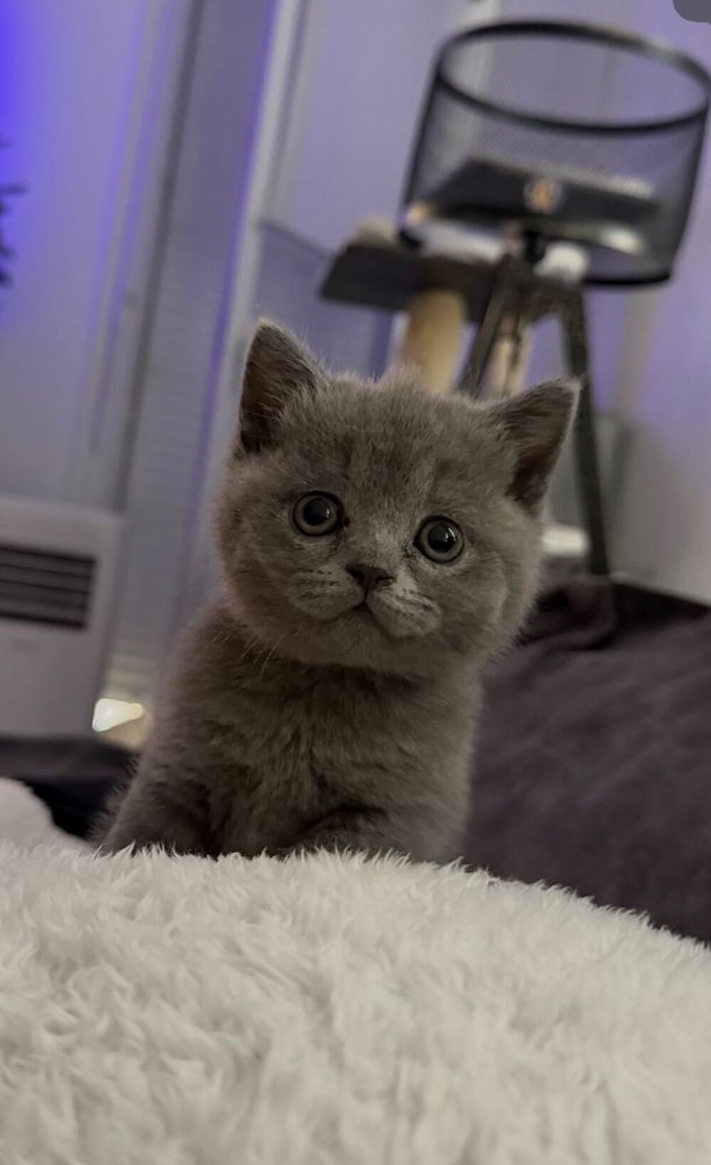   Chaton british shorthair 