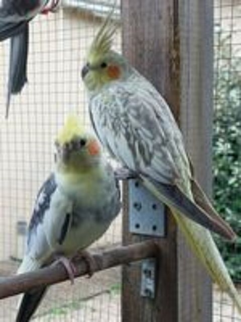   Couple de calopsiites 