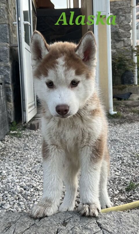 Chiots Husky Siberien 800 23000 Guret