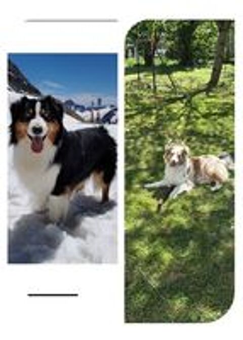   Chiots Berger Australien LOF 