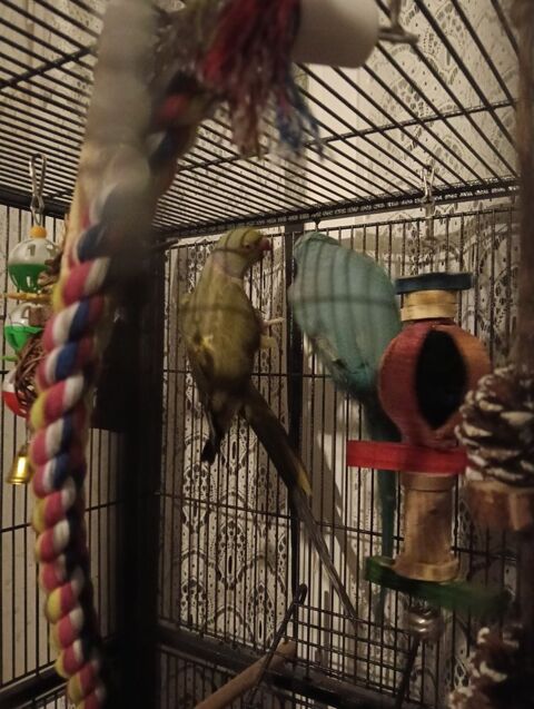 Couple de perruches &agrave; collier 180 60650 Ons-en-bray