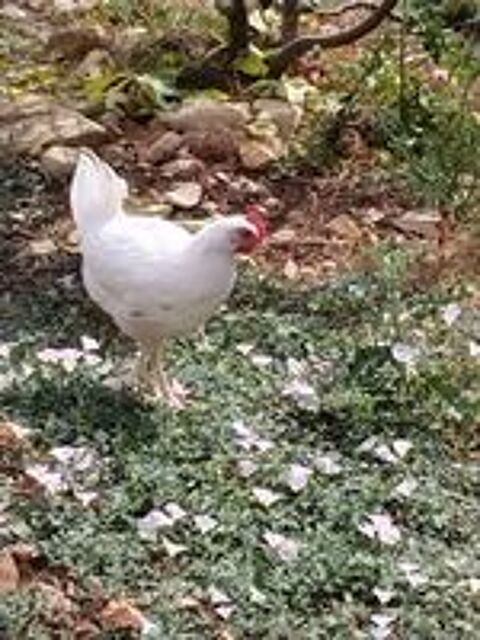   Coq ? 