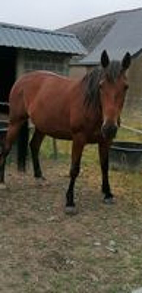   cheval hongre  trotteur français  