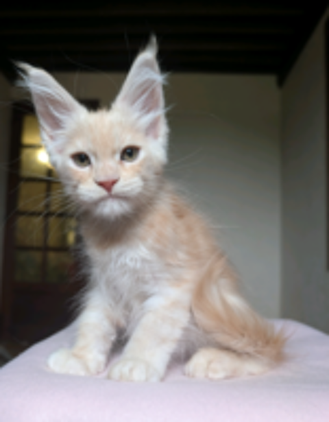   Chatons Maine Coon Mâle et Femelle 