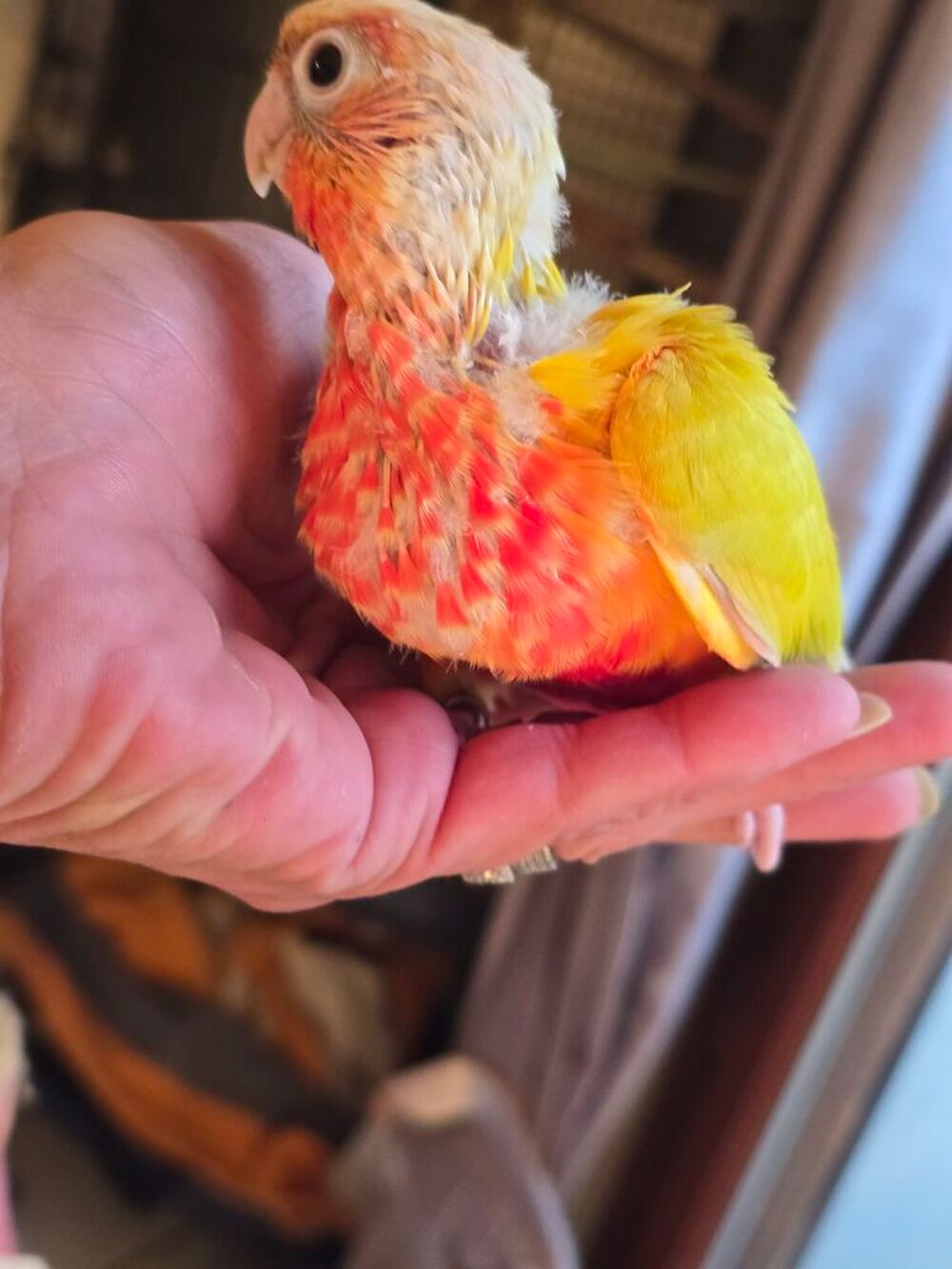   Conure de molinae eam 