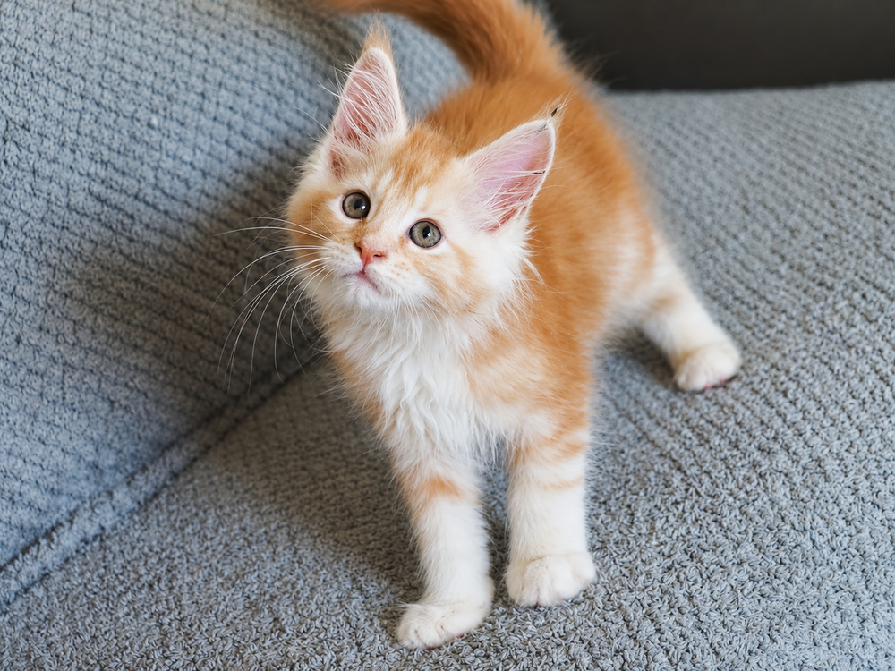   Superbes bébés Maine Coon 