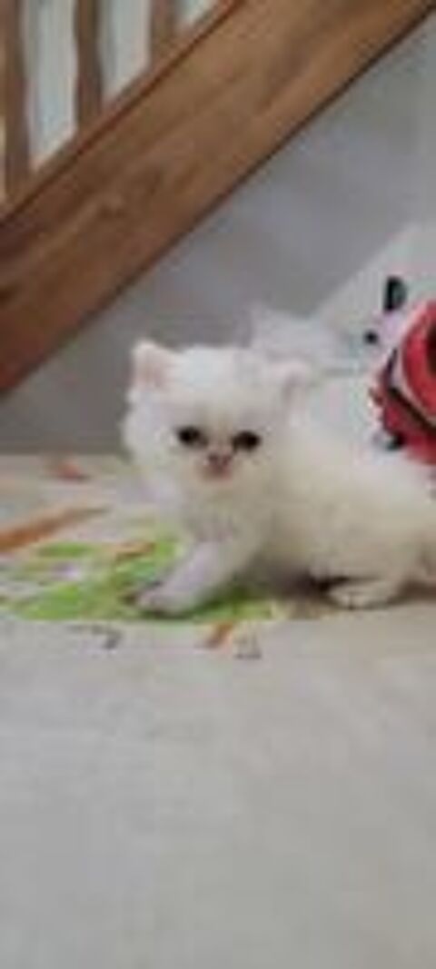   Chatons Persans blancs et Himalayen  