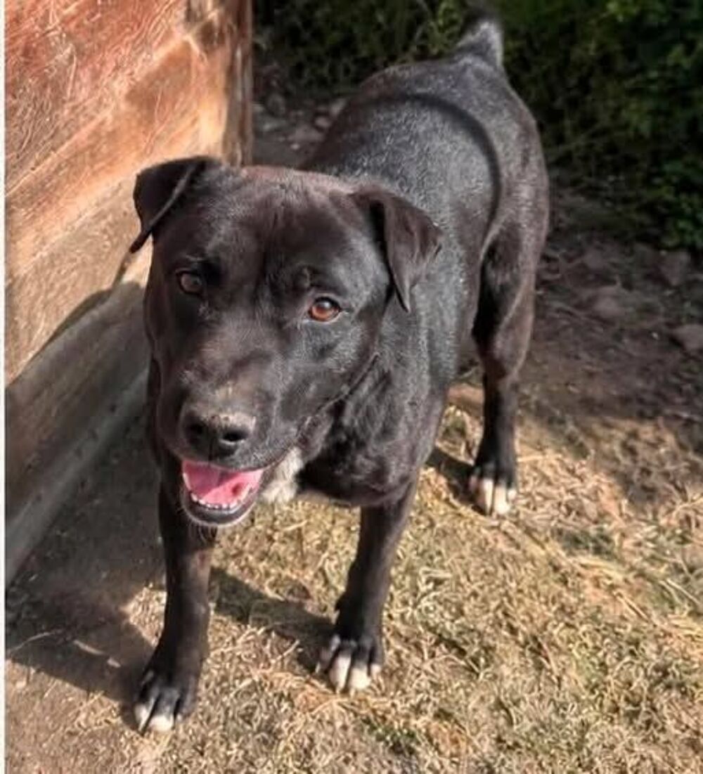   Chien MALO à l adoption 