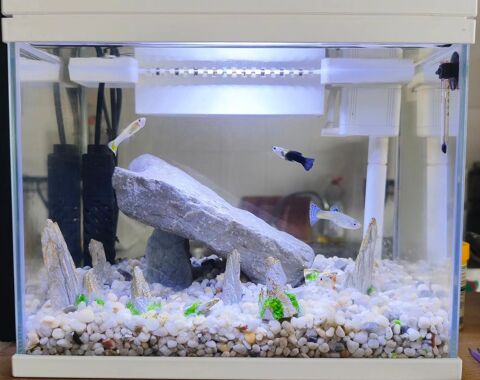 Aquarium 16L Saint-Pée-sur-Nivelle (64)
