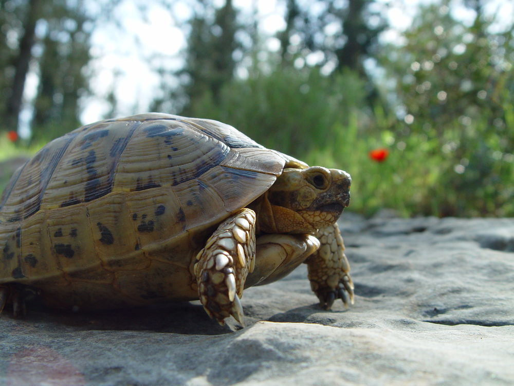   Recherche Testudo / Hermann pour jardin sécurisé 
