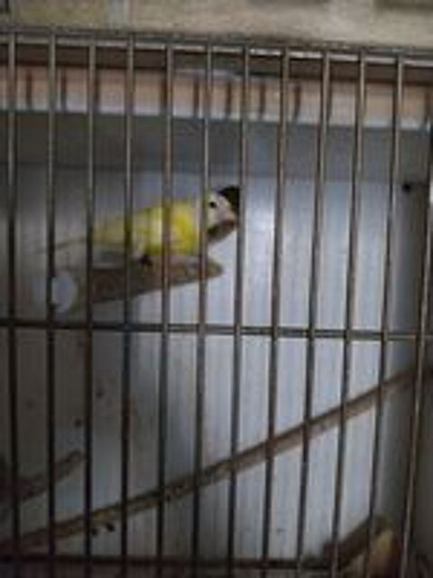   Canaris  