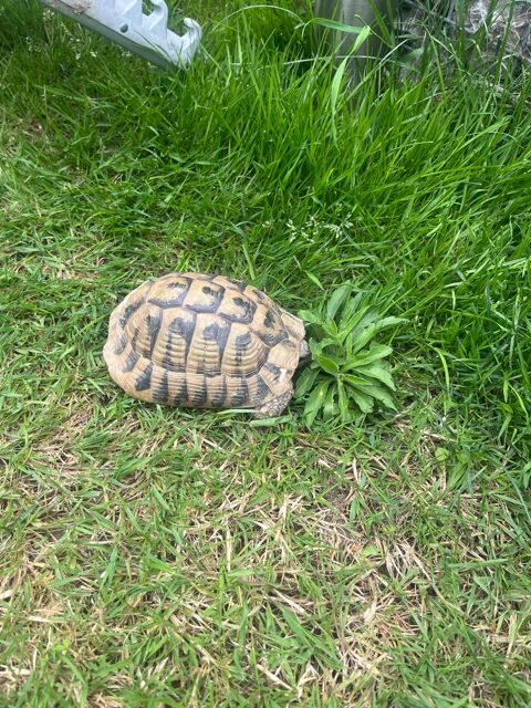 tortue Herman Lomme (59)