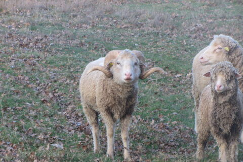 Merino unique, belier complet 280 87160 Arnac-la-poste