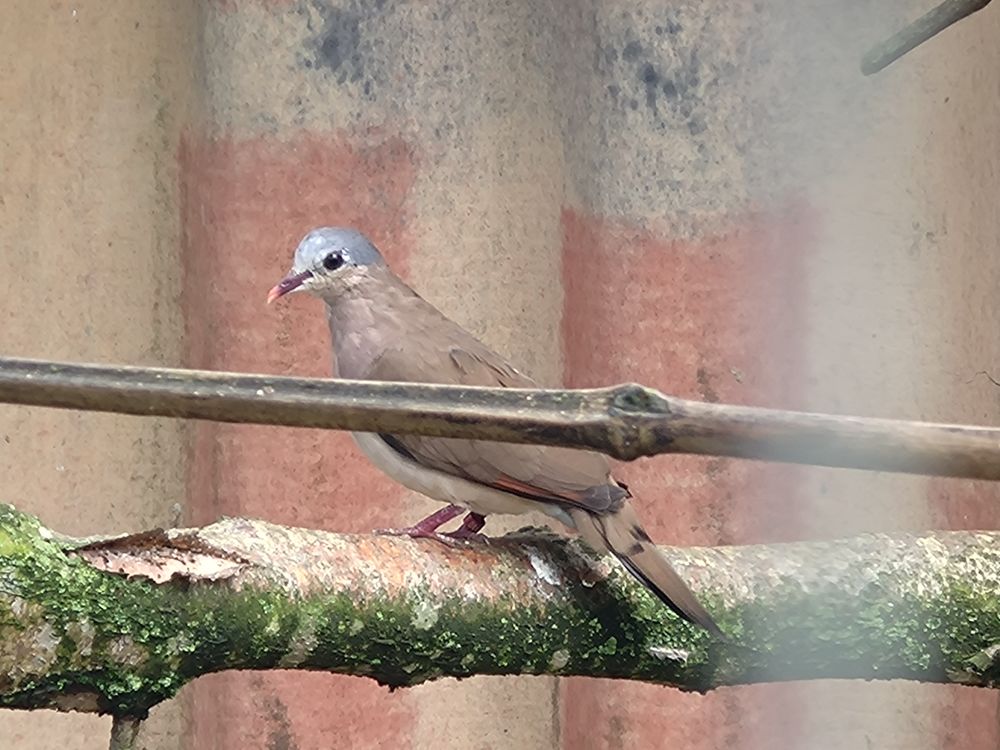   Tourterelle amethystine  