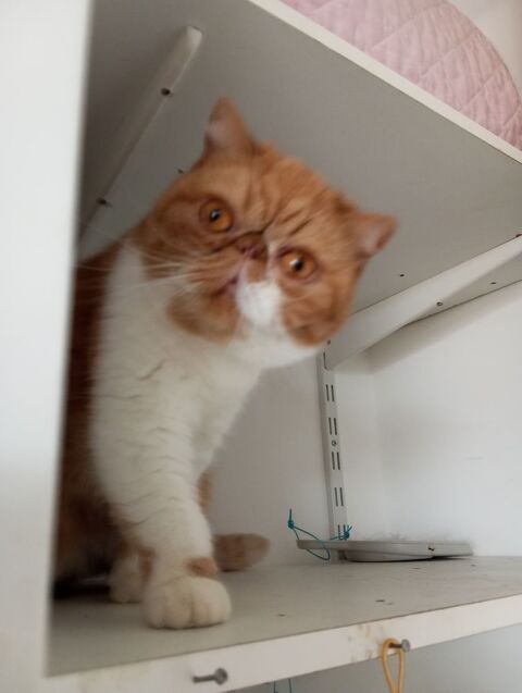 Chaton persan exotic 450 59190 Hazebrouck