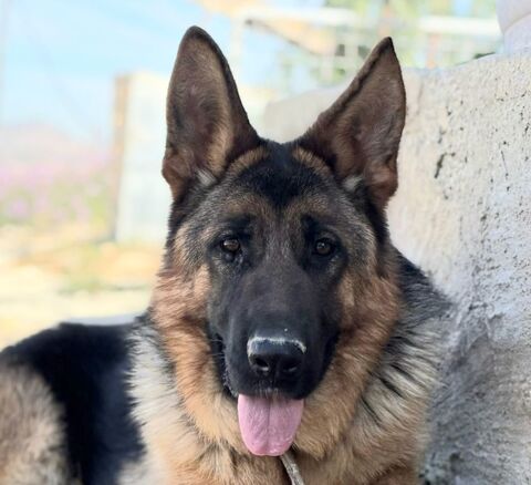 MEGAN 320 27620 Gasny