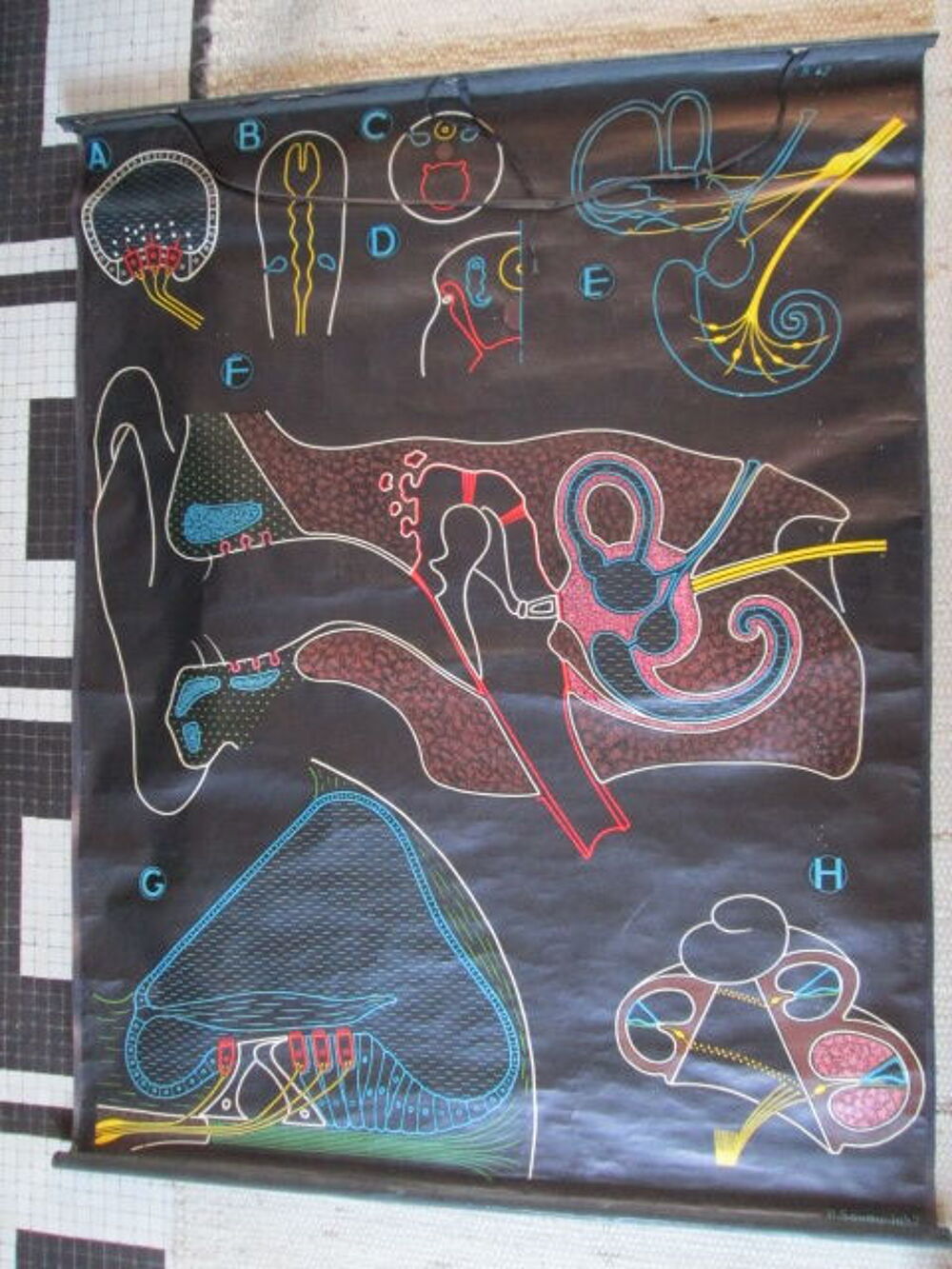 Affiches anciennes anatomie Sougy Auzoux 