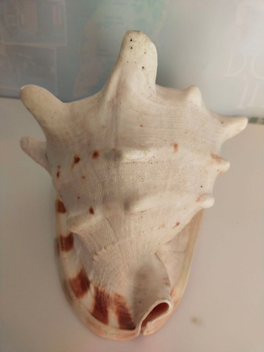coquillage "" CONQUE-LAMBI "" 