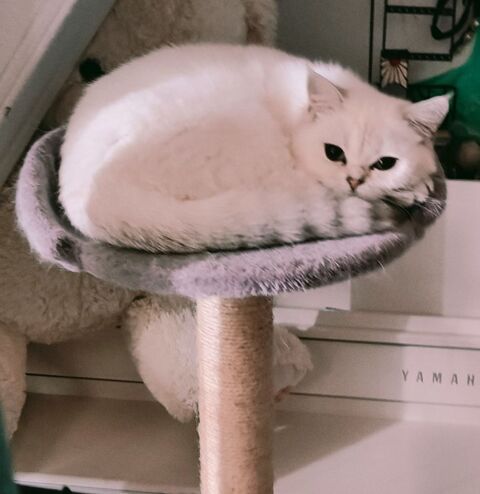 British Shorthair 850 12000 Rodez